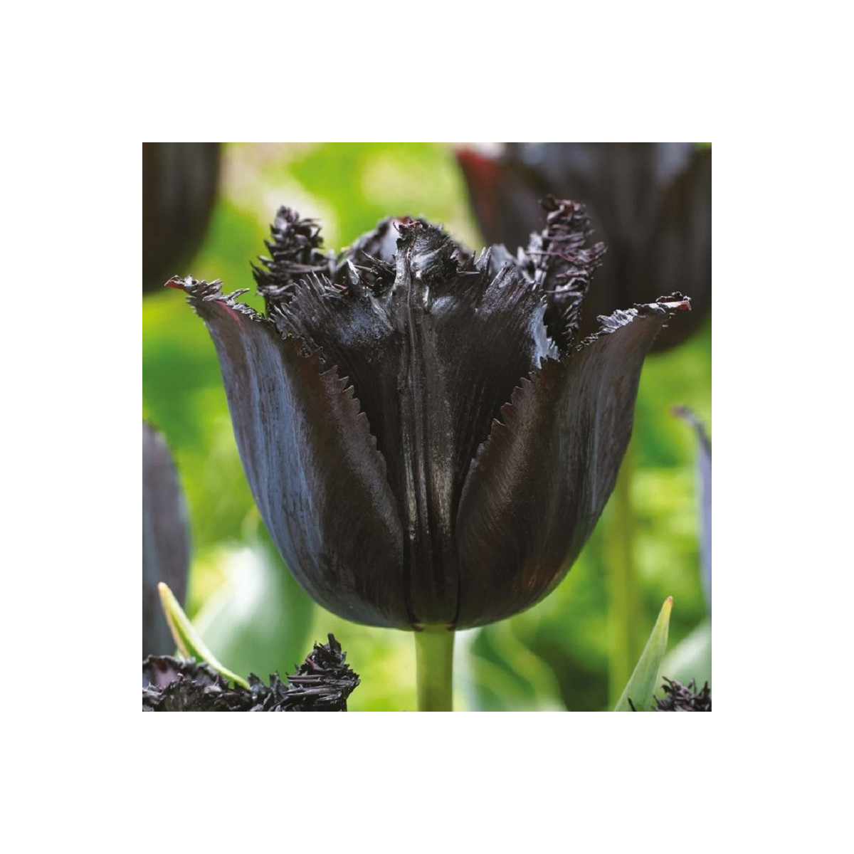 Tulipán Fringed Black - Tulipa - predaj cibuľovín - 3 ks