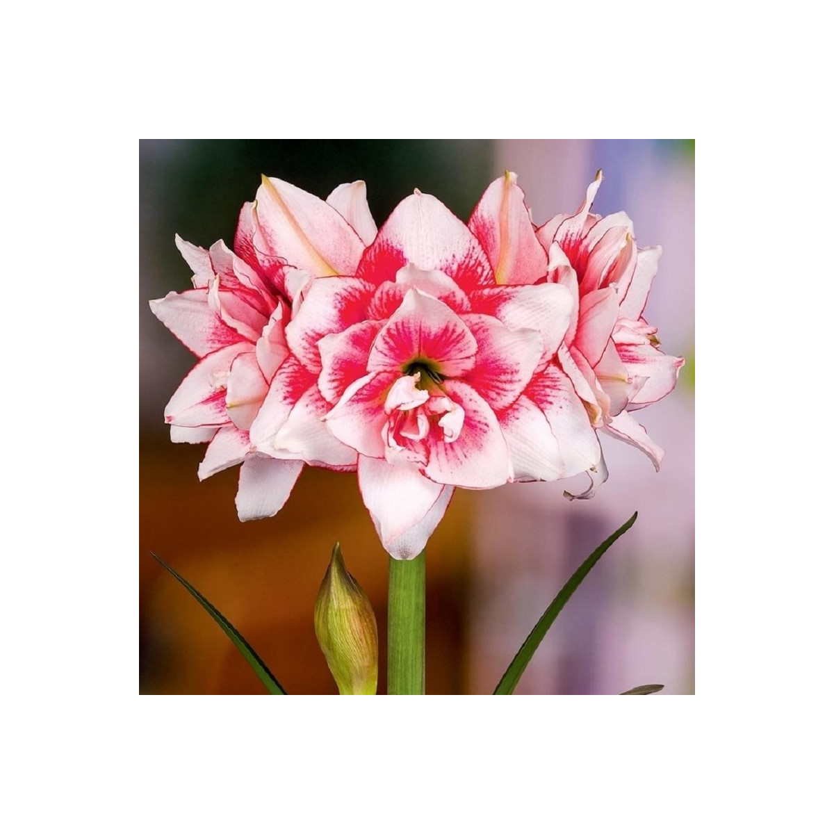 Zornica plnokvetá Elvas - Hippeastrum - predaj cibuľovín - 1 ks