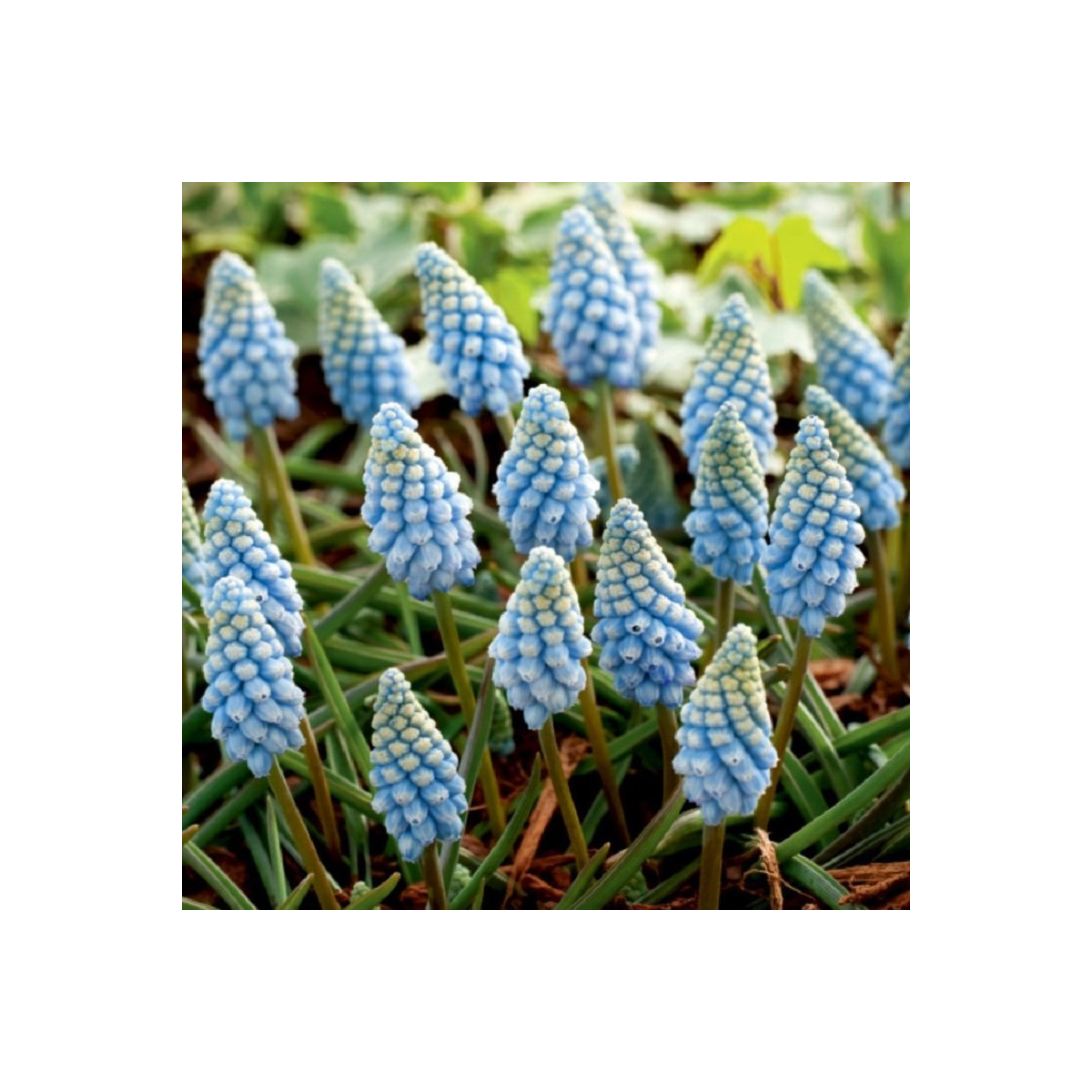 Modrica Valerie Finish - Muscari armeniacum - predaj cibuľovín - 5 ks