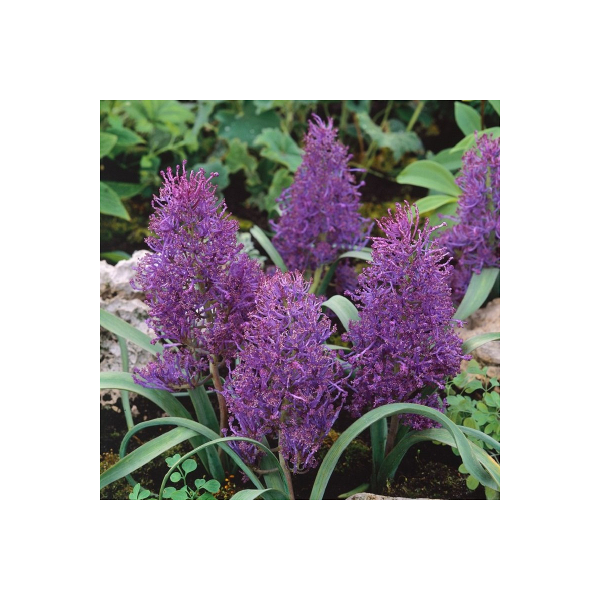 Modrica Plumosum - Muscari comusum - predaj cibuľovín - 5ks