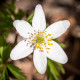 Sasanka hájna - Anemone nemorosa - predaj cibuľovín - 2 ks