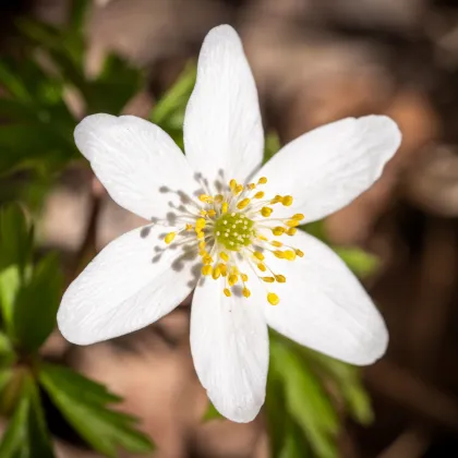 Sasanka hájna - Anemone nemorosa - predaj cibuľovín - 2 ks