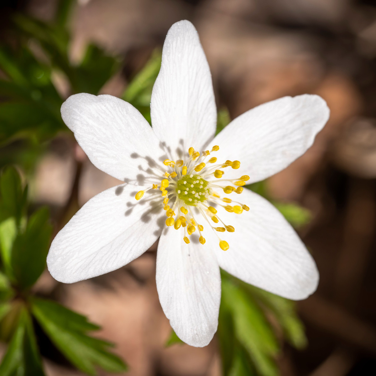 Sasanka hájna - Anemone nemorosa - predaj cibuľovín - 2 ks