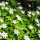 Sasanka hájna - Anemone nemorosa - predaj cibuľovín - 2 ks