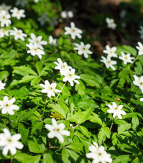 Sasanka hájna - Anemone nemorosa - predaj cibuľovín - 2 ks
