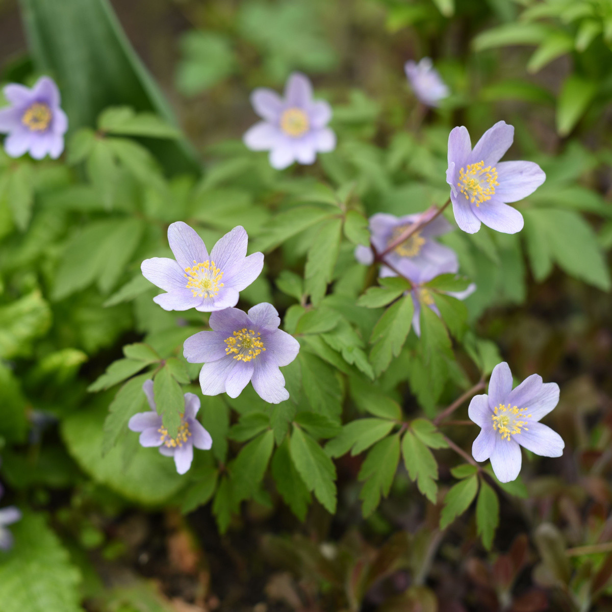 Sasanka Robinsoniana - Anemone nemorosa - predaj cibuľovín - 1 ks