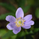 Sasanka Robinsoniana - Anemone nemorosa - predaj cibuľovín - 1 ks
