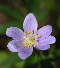 Sasanka Robinsoniana - Anemone nemorosa - predaj cibuľovín - 1 ks