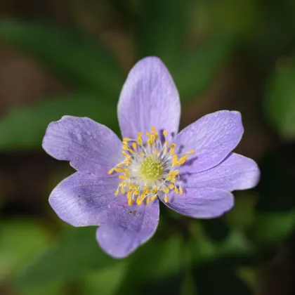 Sasanka Robinsoniana - Anemone nemorosa - predaj cibuľovín - 1 ks