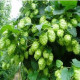 Chmeľ pnúci - Humulus japonicus - predaj semien - 7 ks