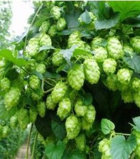Chmeľ pnúci - Humulus japonicus - predaj semien - 7 ks