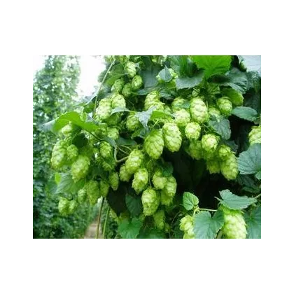 Chmeľ pnúci - Humulus japonicus - predaj semien - 7 ks