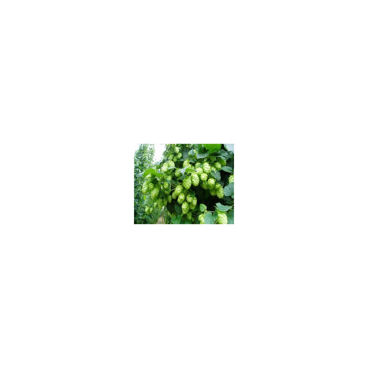 Chmeľ pnúci - Humulus japonicus - predaj semien - 7 ks