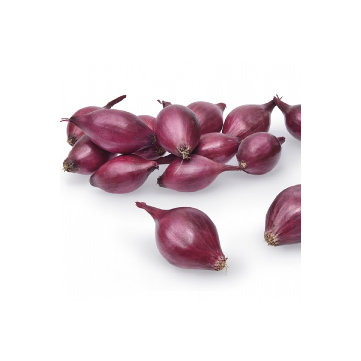 Cibuľa sadzačka ozimná Akado - Allium cepa - predaj cibuliek - 500 g