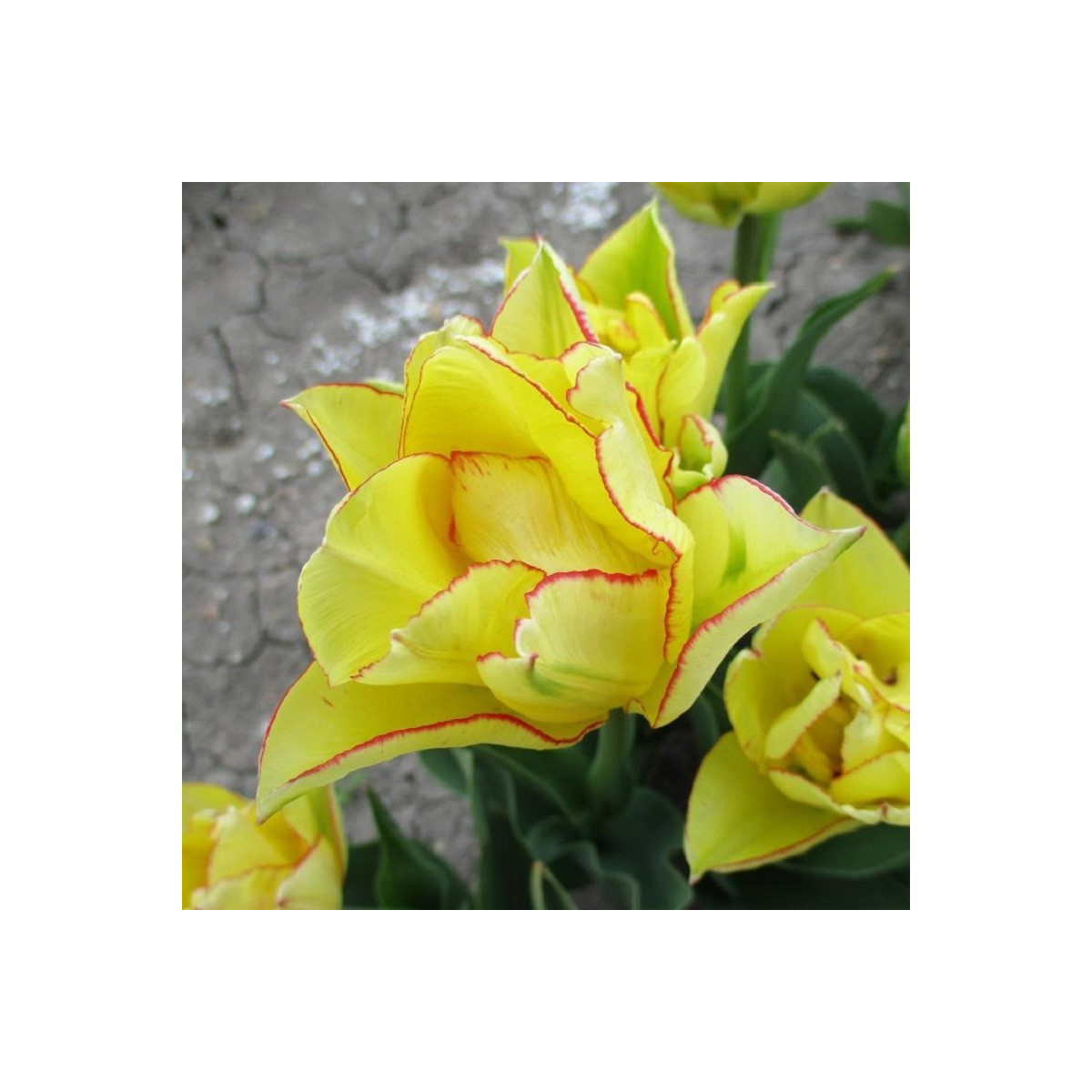 Tulipán Aquilla - Tulipa - predaj cibuľovín - 3 ks