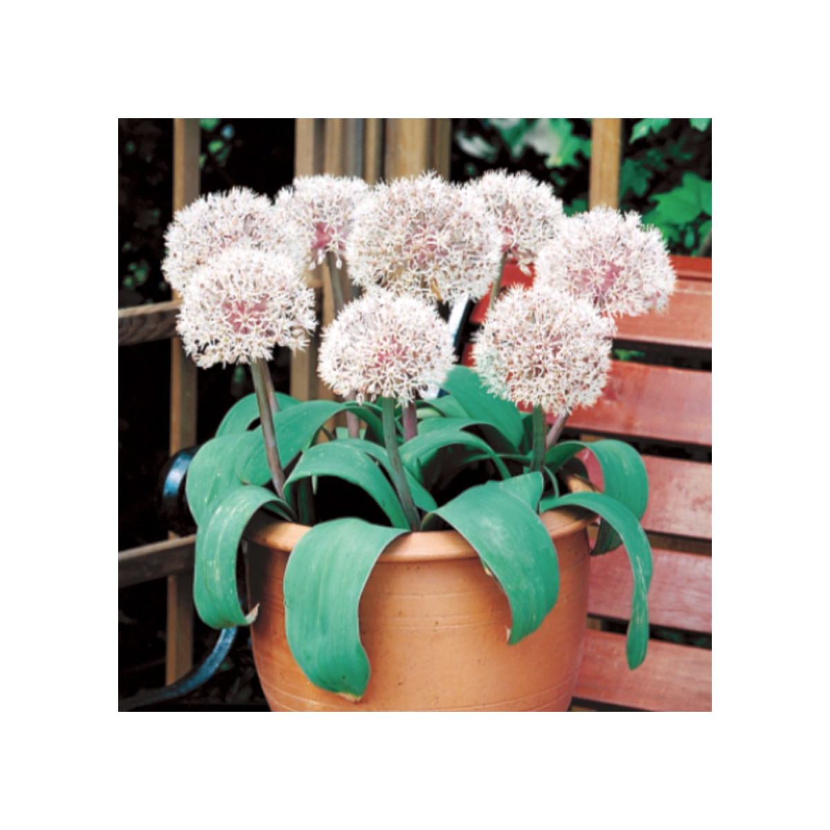 Cesnak Ivory Queen - Allium - predaj cibuľovín - 3 ks
