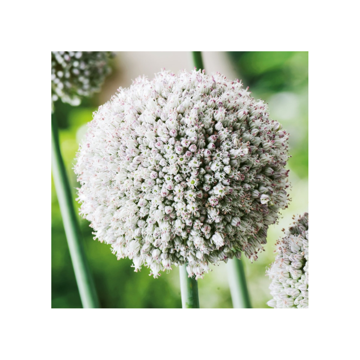 Cesnak white Cloud - Allium - predaj cibuľovín - 3 ks