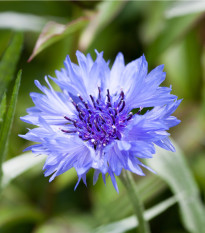 Nevädza poľná - Centaurea cyanus - predaj semien - 30 ks