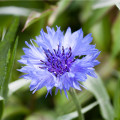 Nevädza poľná - Centaurea cyanus - predaj semien - 30 ks