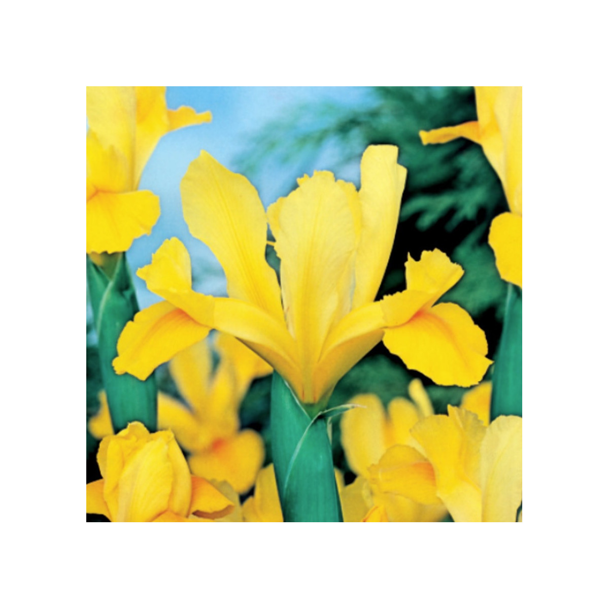 Kosatec holandský Golden Harvest - Iris hollandica - predaj cibuľovín - 3 ks