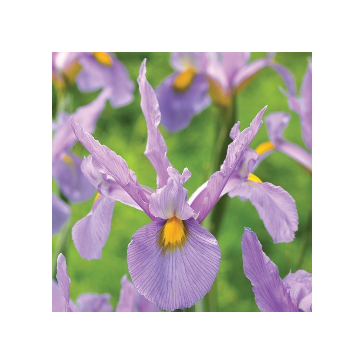 Kosatec holandský Pink Panter - Iris hollandica - predaj cibuľovín - 3 ks