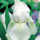 Kosatec nemecký biely - Iris germanica - predaj hľúz - 1ks