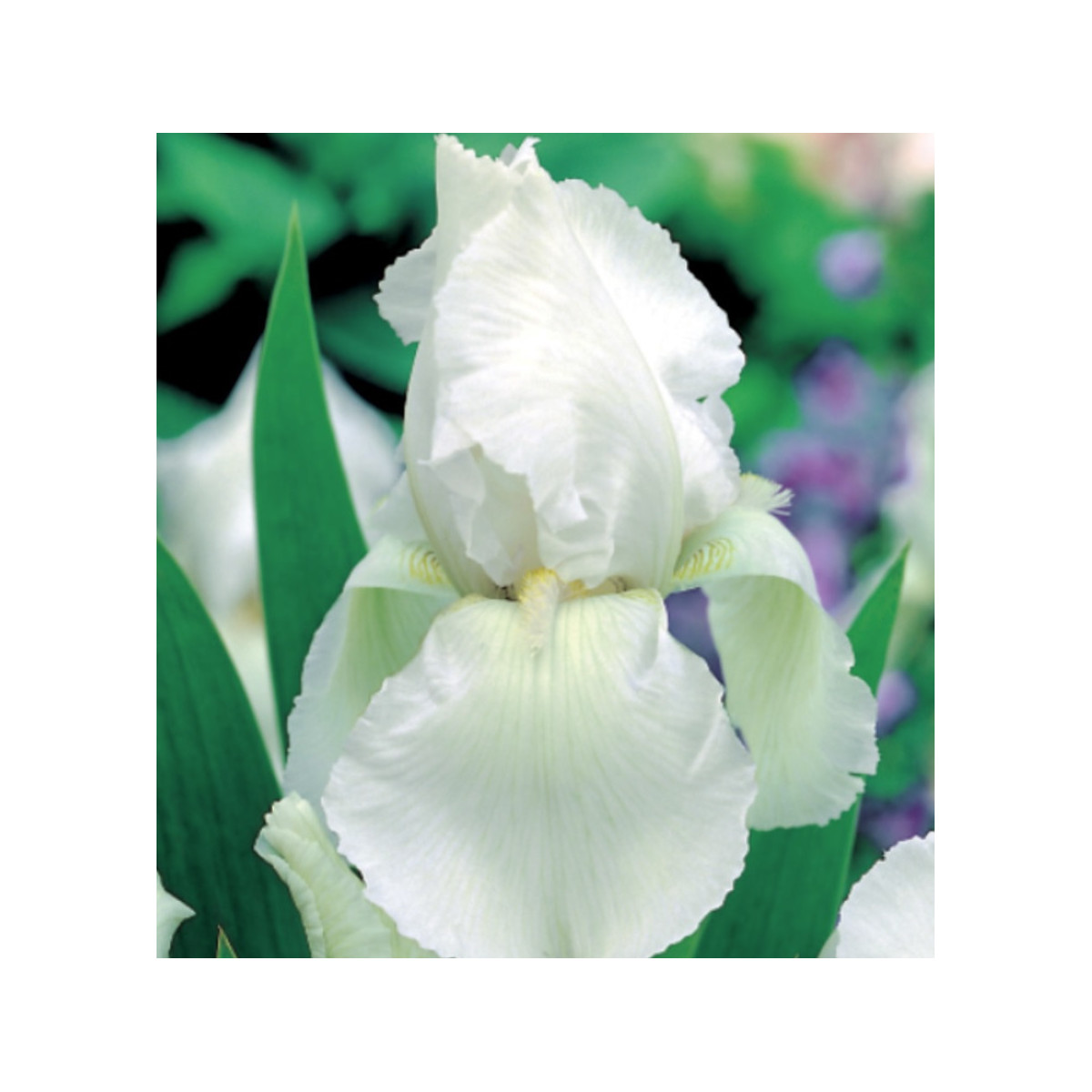 Kosatec nemecký biely - Iris germanica - predaj hľúz - 1ks