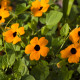 Tunbergia krídlatá - Thunbergia alata - predaj semien - 12 ks