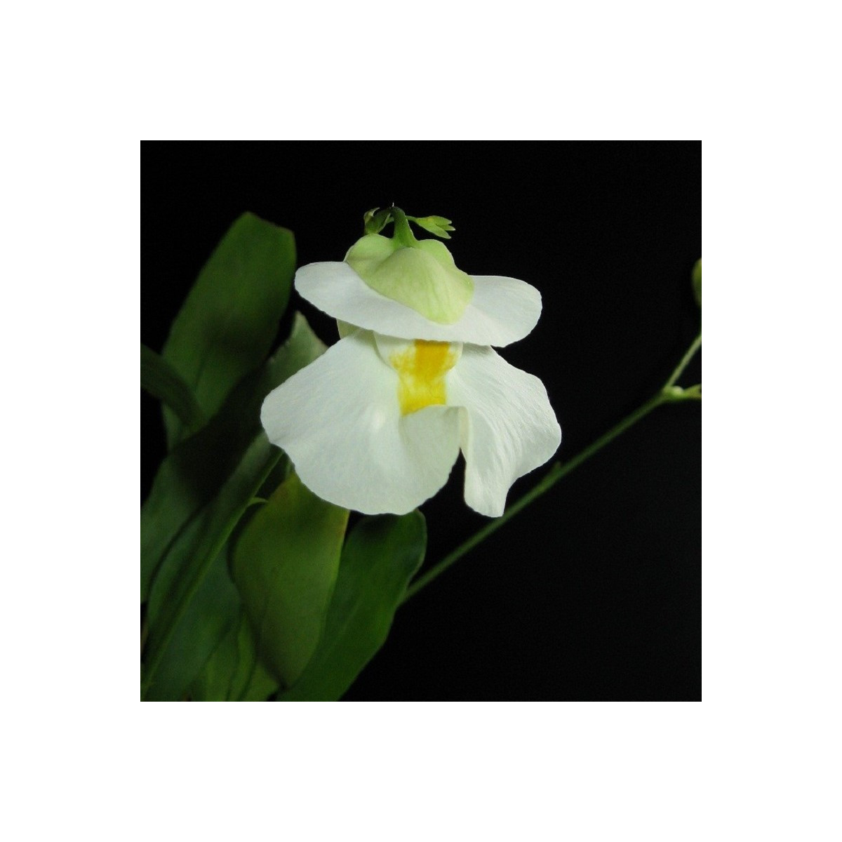 Bublinatka orchidoidná - Utricularia alpina - predaj semien - 10 ks