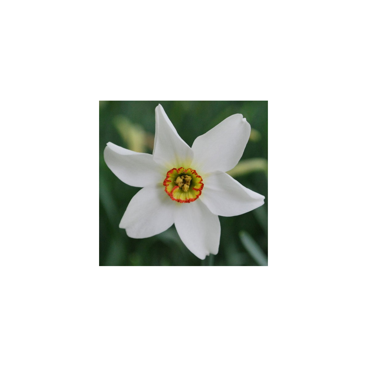 Narcis poeticus recurvus Pheasant eye - Narcissus - predaj cibuľovín - 3 ks