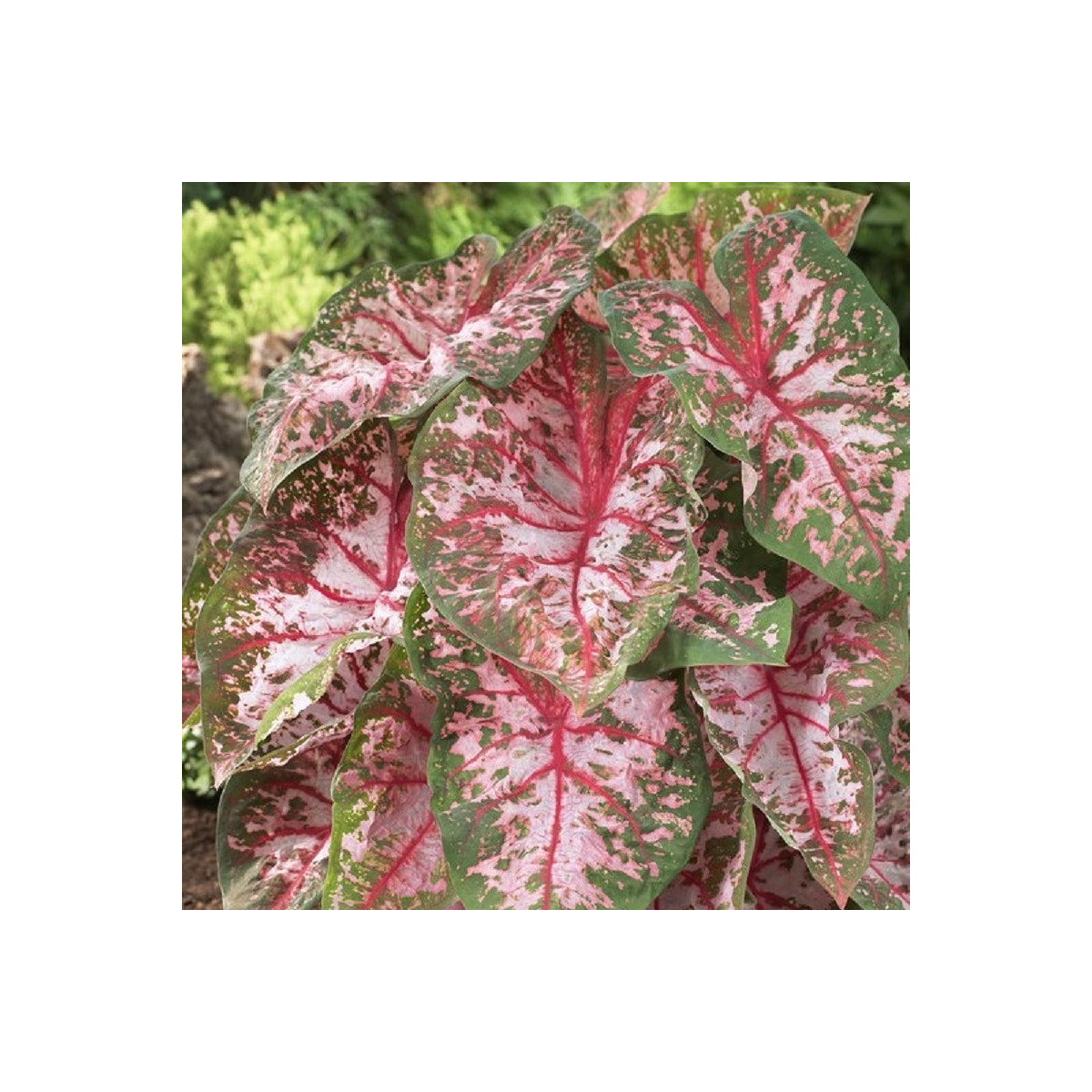 Kaládium Carolyn Whorton - Caladium bicolor - predaj cibuľovín - 1 ks