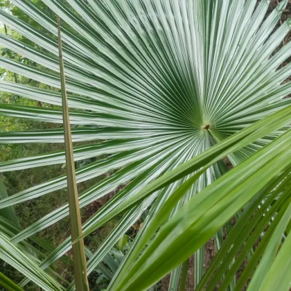 Trachykarpus žinený - Trachycarpus fortunei x princeps - predaj semien - 3 ks
