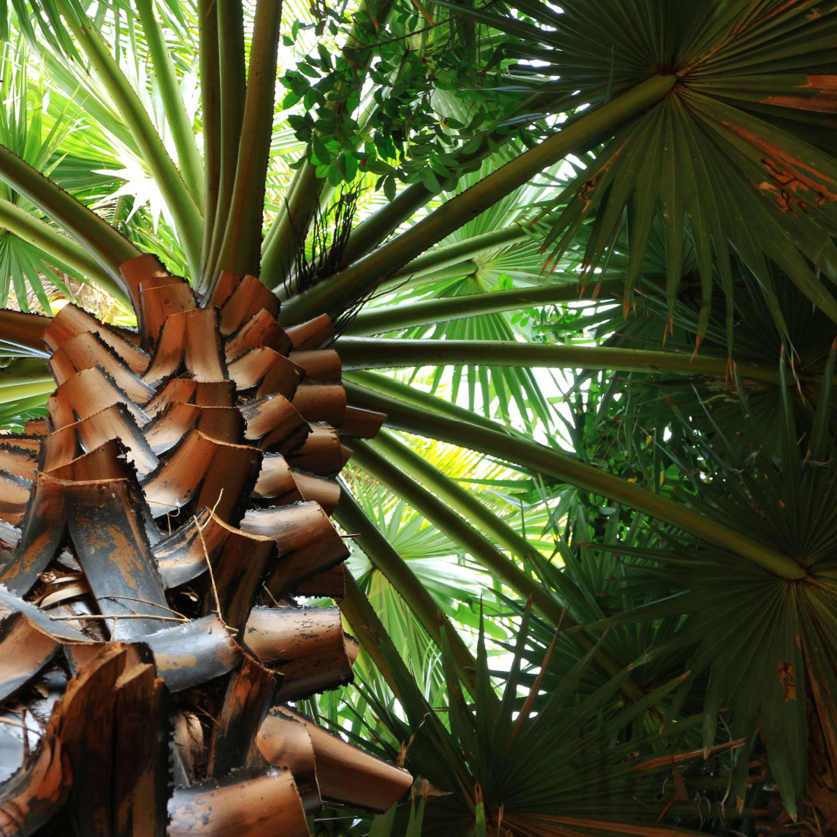 Trachykarpus žinený - Trachycarpus fortunei x princeps - predaj semien - 3 ks