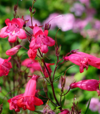 Penstemon hartwegii - Senzácia zmes - predaj semien - 0,2 g