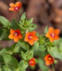 Drchnička roľná - Anagallis arvensis - semiačka - 20 ks
