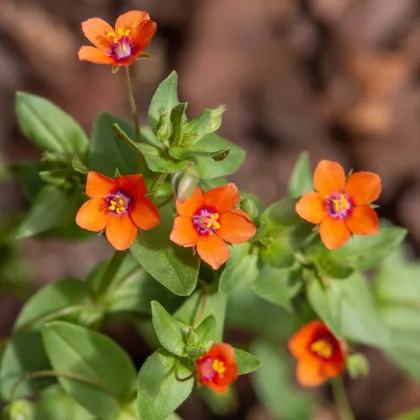 Drchnička roľná - Anagallis arvensis - semiačka - 20 ks