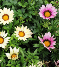 Gazánia zmes farieb - Gazania rigens - predaj semien - 50 ks