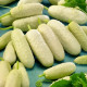 BIO Uhorka poľná White Wonder - Cucumis sativus - predaj bio semien - 10 ks