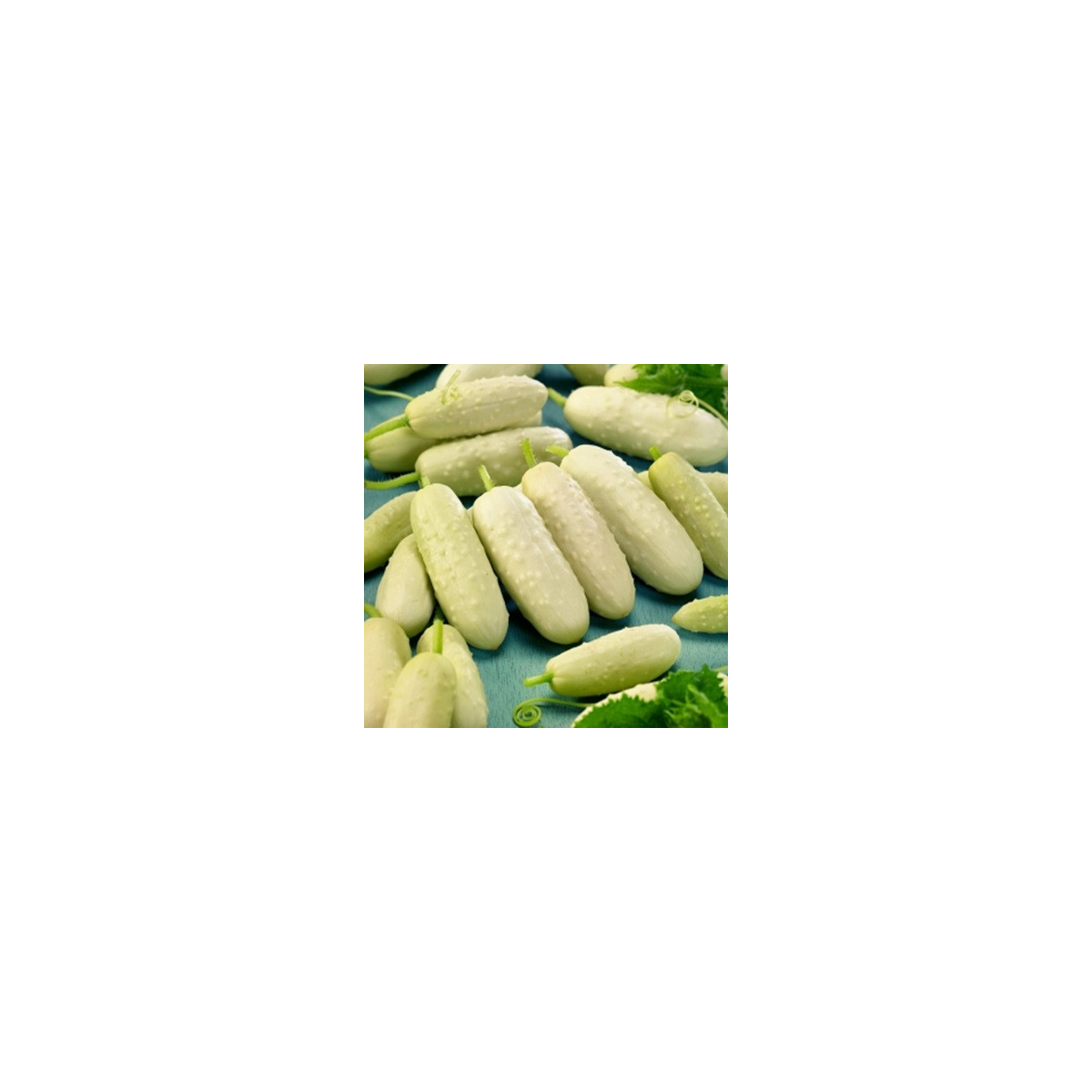 BIO Uhorka poľná White Wonder - Cucumis sativus - predaj bio semien - 10 ks