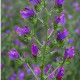 Hadinec skoroceľový - Echium plantagineum - predaj semien - 100 ks