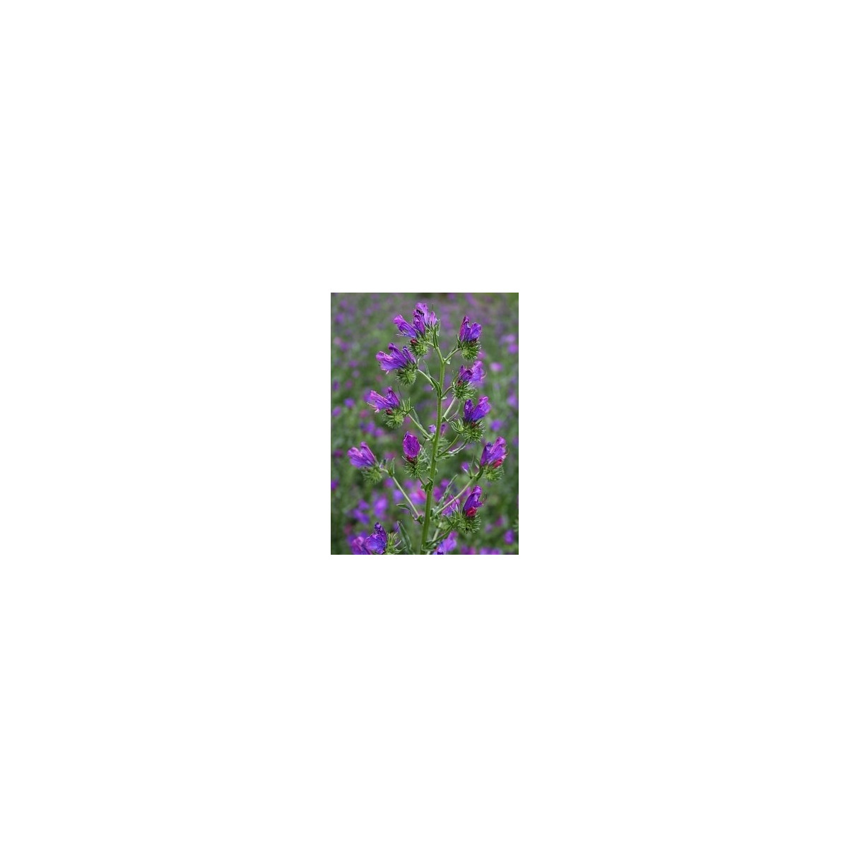 Hadinec skoroceľový - Echium plantagineum - predaj semien - 100 ks