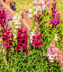 Papuľka najväčšia zmes farieb - Antirrhinum maximum - predaj semien - 400 ks