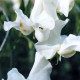 Hrachor popínavý kráľovský biely - Lathyrus odoratus - predaj semien - 20 ks