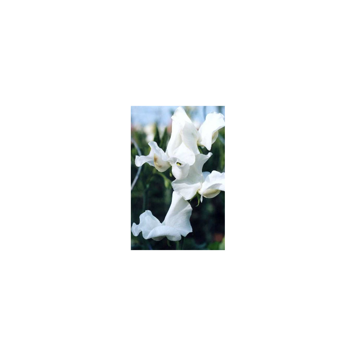 Hrachor popínavý kráľovský biely - Lathyrus odoratus - predaj semien - 20 ks