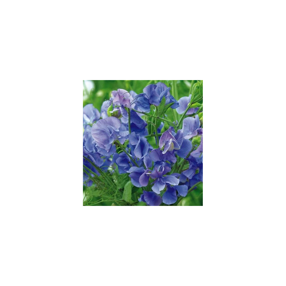 Hrachor popínavý kráľovský modrý - Lathyrus odoratus - predaj semien - 20 ks
