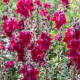 BIO Papuľka väčšia Black Prince - Antirrhinum majus - predaj bio semien - 120 ks