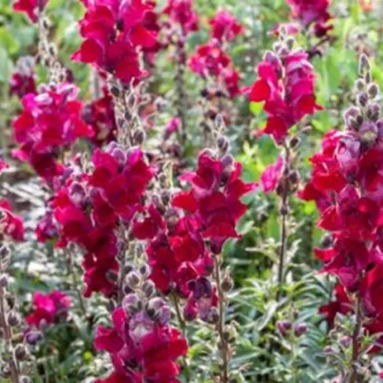 BIO Papuľka väčšia Black Prince - Antirrhinum majus - predaj bio semien - 120 ks
