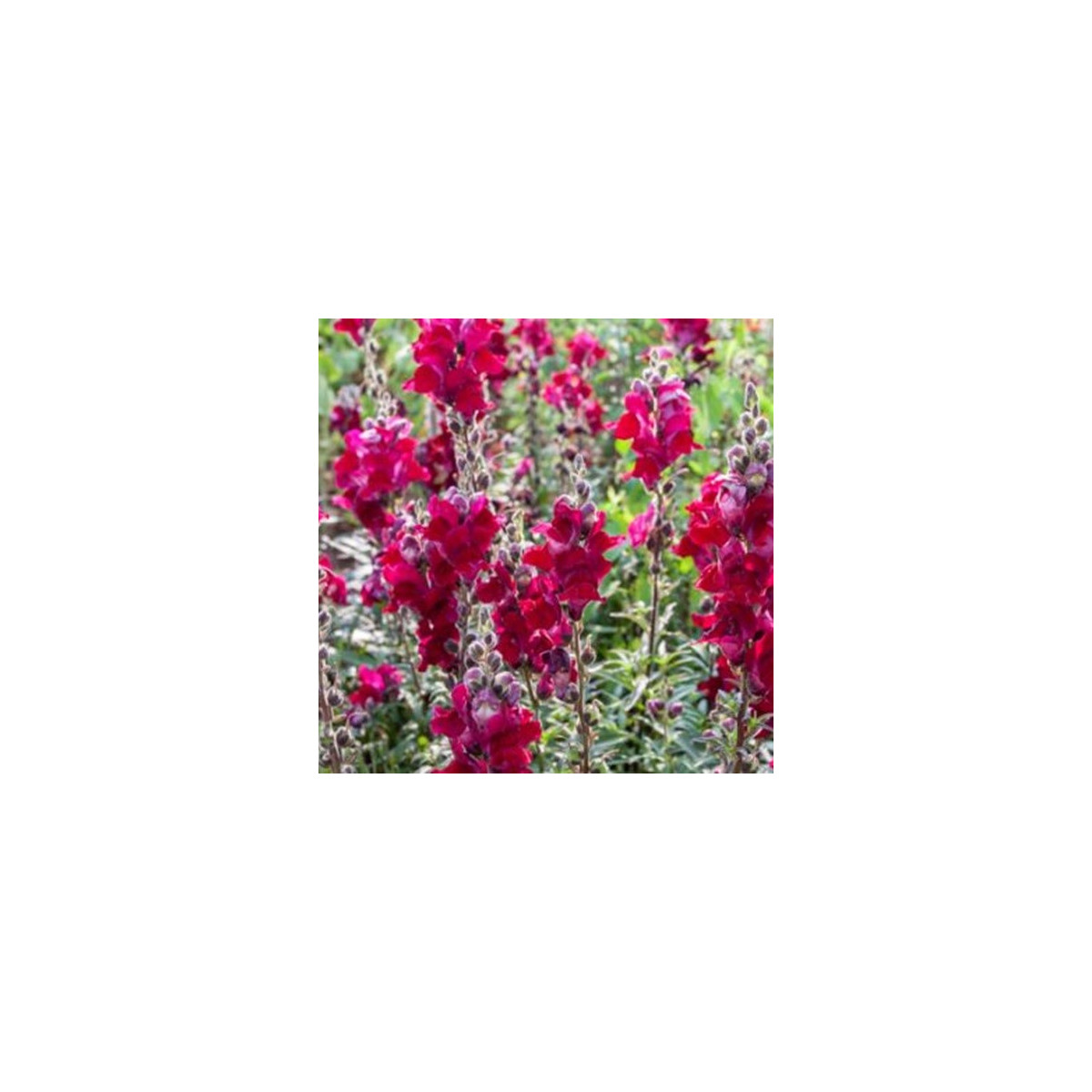 BIO Papuľka väčšia Black Prince - Antirrhinum majus - predaj bio semien - 120 ks