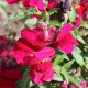 BIO Papuľka väčšia Black Prince - Antirrhinum majus - predaj bio semien - 120 ks