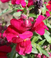 BIO Papuľka väčšia Black Prince - Antirrhinum majus - predaj bio semien - 120 ks